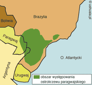 Obszar występowania ostrokrzewu paragwajskiego